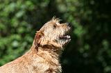 NORFOLK TERRIER 054